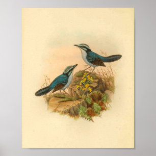 Poster Todopsis gris's Wren Blue Bird Vintage Imprimer
