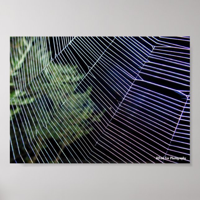 Poster Toile d'araignée la nuit (Devant)