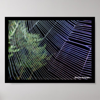 Poster Toile d'araignée la nuit