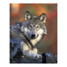 Toile d'automne du loup gris Imprimer