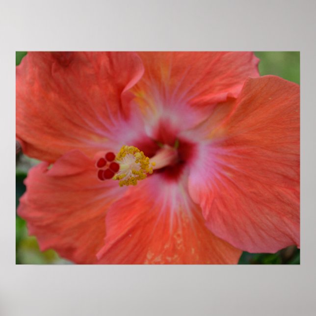 Poster Toile d'Hibiscus orange Imprimer (Devant)