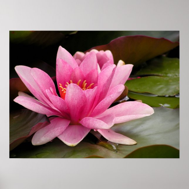 Poster Toile Lilette d'eau Imprimer (Devant)