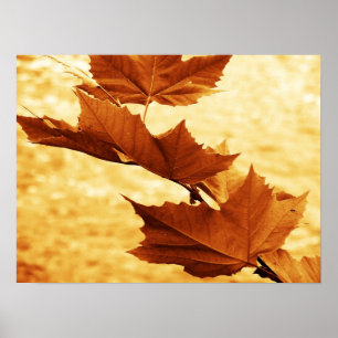 Poster Toile Maple Leaf