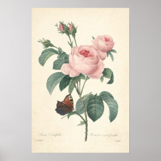 Poster Toile Rosa Centifolia Imprimer