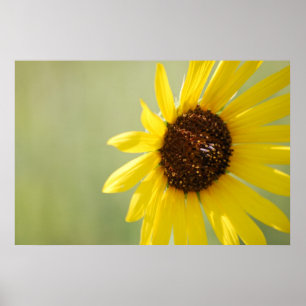 Poster Toile sauvage rétro-éclairée de tournesol