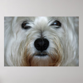 Poster Toile Westie Cute Imprimer