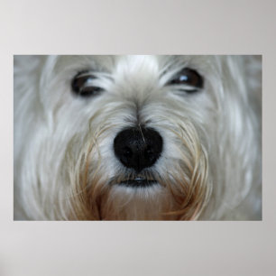 Poster Toile Westie Cute Imprimer