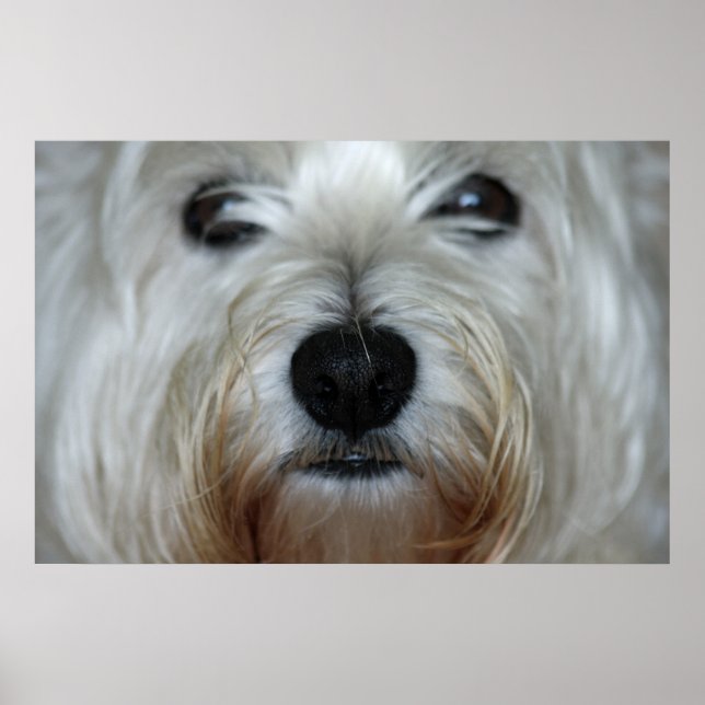 Poster Toile Westie Cute Imprimer (Devant)