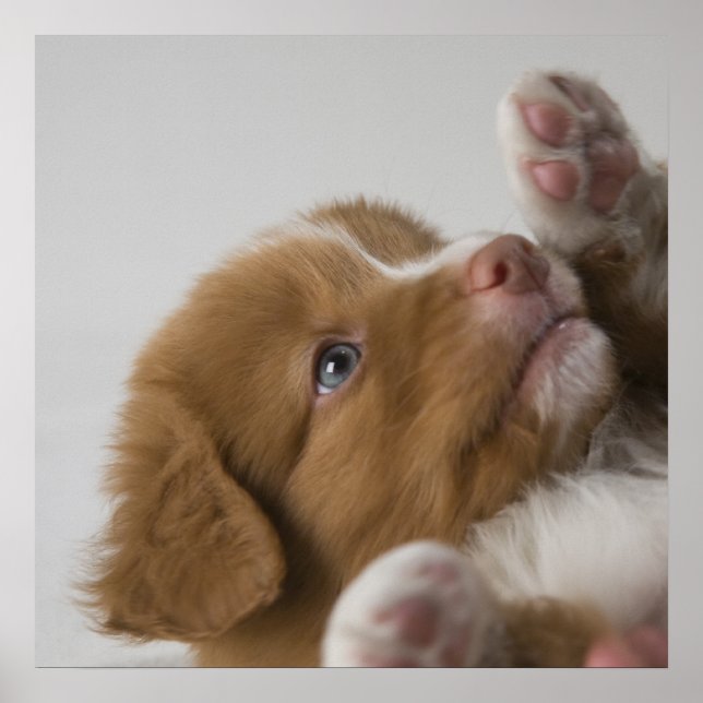 Poster Toller Puppy (Devant)