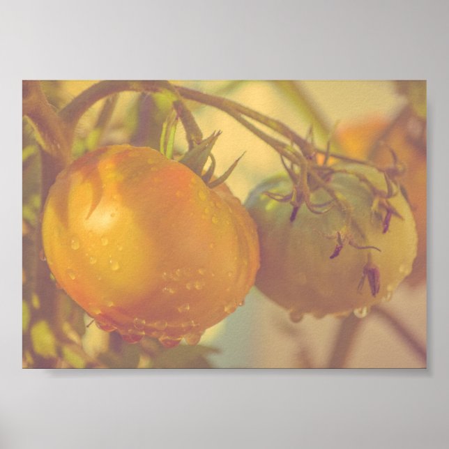 Poster Tomates de jardin Récolte d'été (Devant)