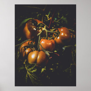 Poster Tomates Rustiques Maussades Cuisine de Ferme Vinta