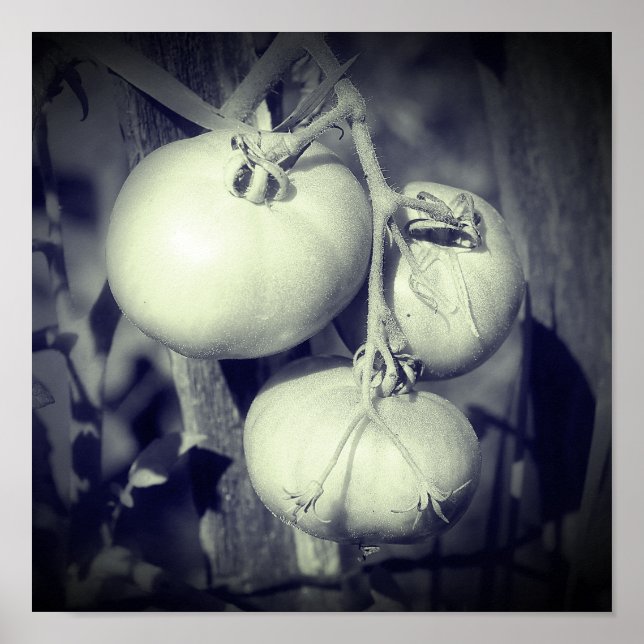 Poster Tomates Sur La Vigne Noir Et Blanc (Devant)