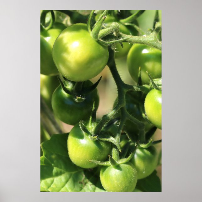 Poster Tomates vertes (Devant)