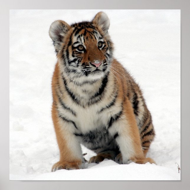 Poster Tony Jr (Devant)