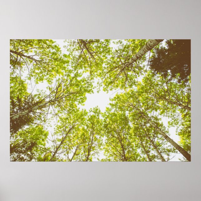 Poster Top des arbres verts (Devant)