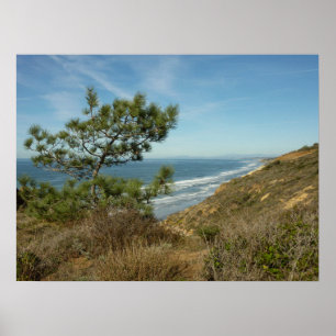 Poster Torrey Pine and California Coastline Landscape