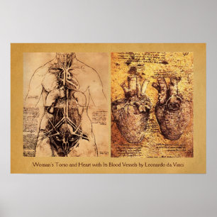 Poster Torse de femme / Cœur et ses vaisseaux sanguins