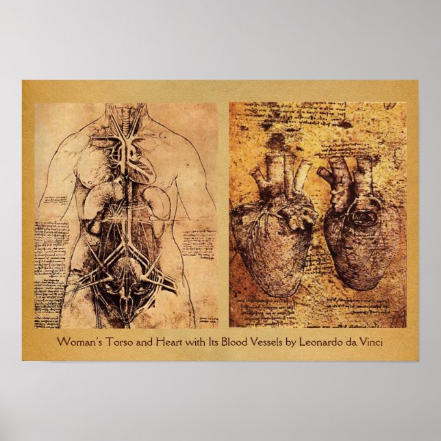 Poster Torse de la femme / Coeur et ses vaisseaux sanguin (Devant)