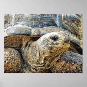POSTER TORTOISE