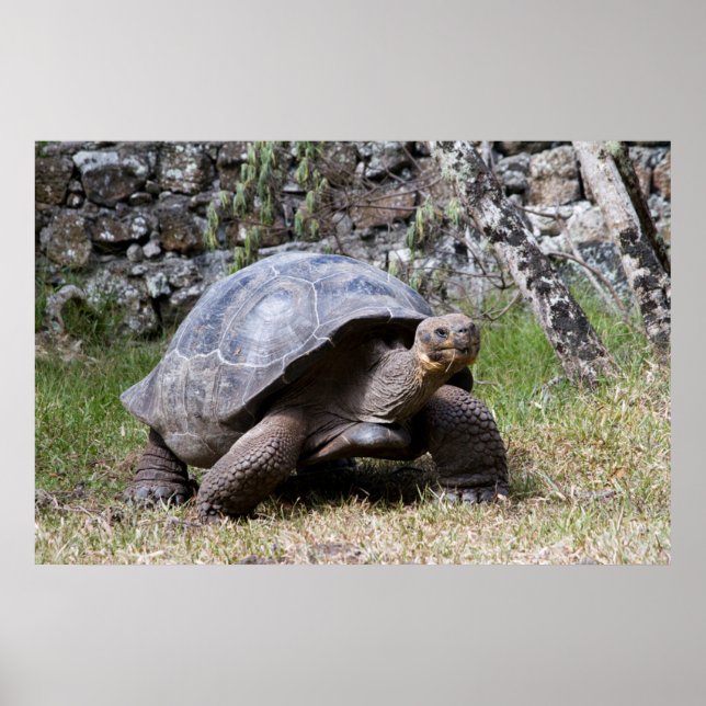 Poster Tortoise géante | Galapagos (Devant)