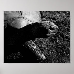 Poster Tortoise Photograph in Black and White