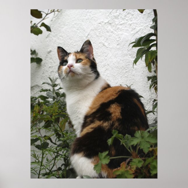 Poster Tortoiseshell et Chat blanc (Devant)