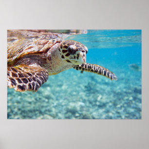 Poster Tortue