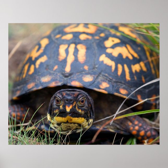 Poster Tortue (Devant)