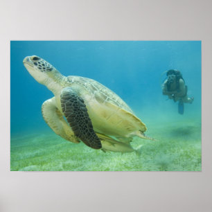 Poster Tortue