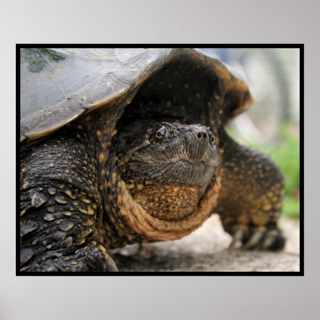 Poster Tortue (Devant)