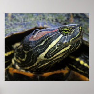 Poster Tortue à oreilles rouges, Trachemys scripta elegan