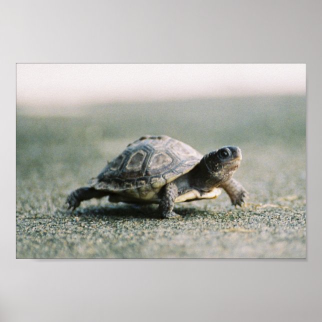 Poster Tortue à pied (Devant)