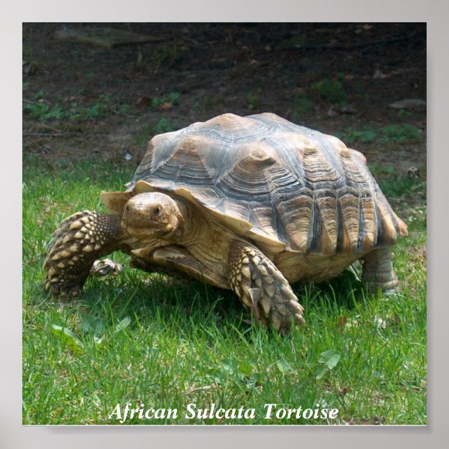 Poster Tortue africaine Sulcata (Devant)