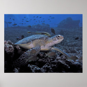 Poster Tortue avec Hitchhiker