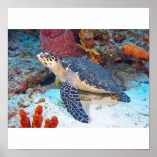 Poster Tortue de Hawksbill