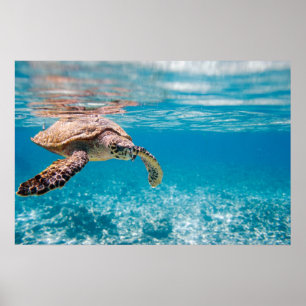Poster Tortue de mer