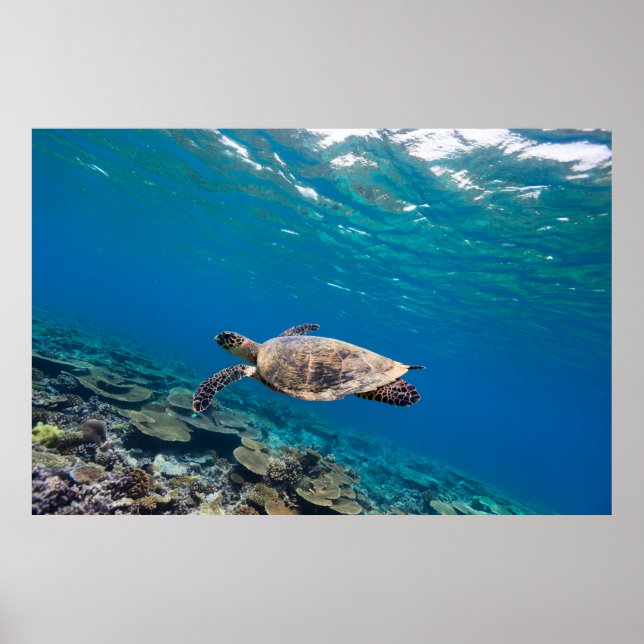 Poster Tortue de mer (Devant)
