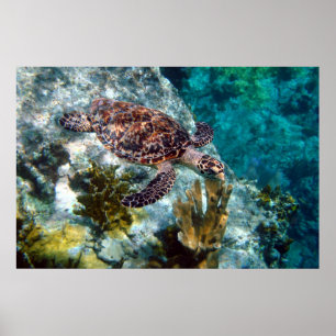 Poster Tortue de mer de Hawksbill, Îles Vierges