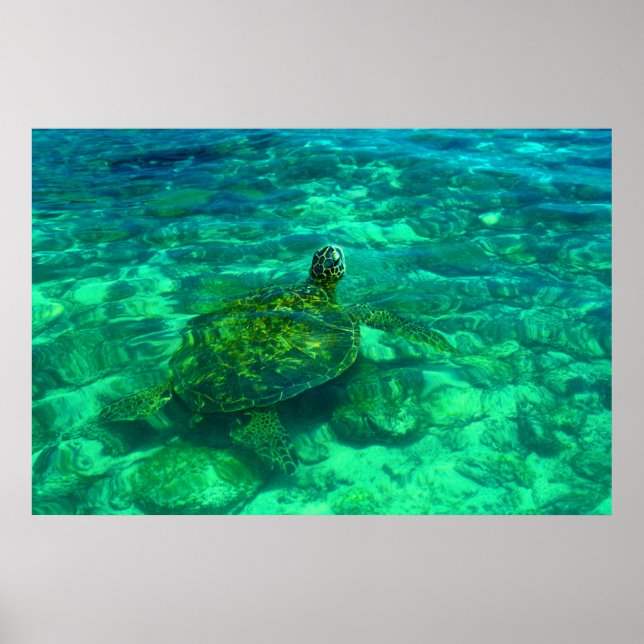 Poster Tortue de mer de Honu hawaïenne (36 po x 24 po) (Devant)