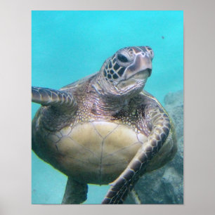 Poster Tortue de mer d'Hawaï