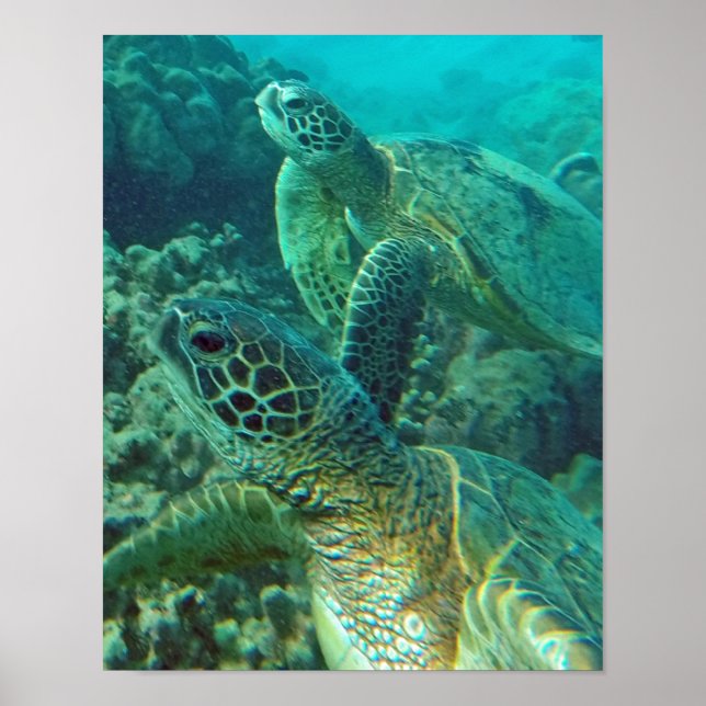 Poster Tortue de mer d'Hawaii (Devant)