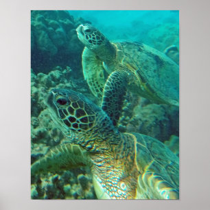Poster Tortue de mer d'Hawaii