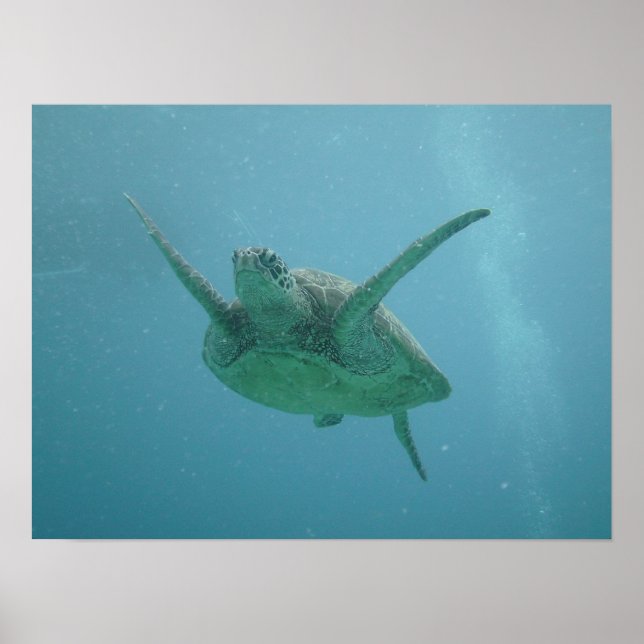 Poster Tortue de mer en habitat naturel (Devant)