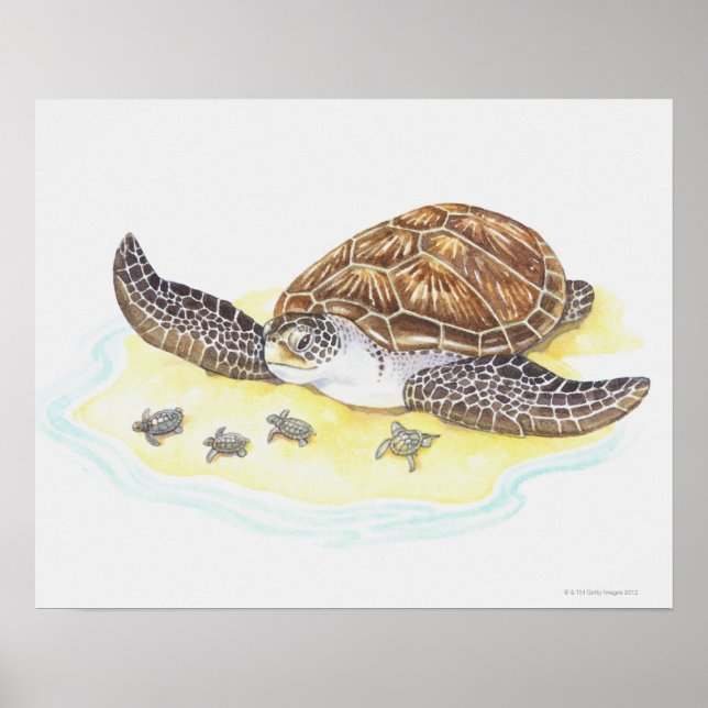 Poster Tortue de mer et bébés (Devant)