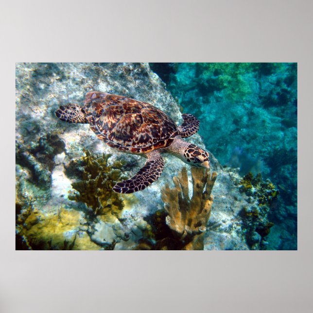 Poster Tortue de mer Hawksbill, îles Vierges américaines (Devant)