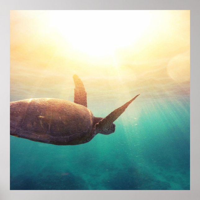 Poster Tortue de mer - Photographie de la nature sous-mar (Devant)