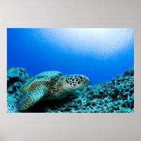 Tortue de mer reposant sous l'eau 2