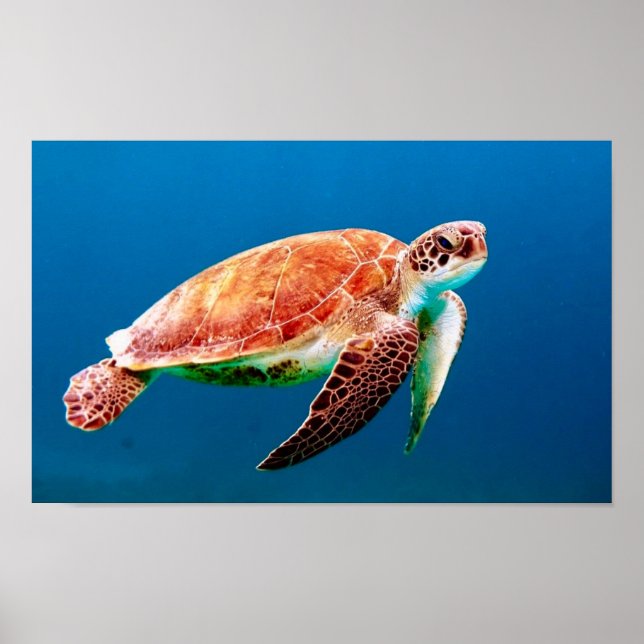 Poster Tortue de mer verte (Devant)