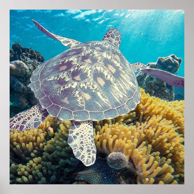 Poster Tortue de mer verte (Devant)