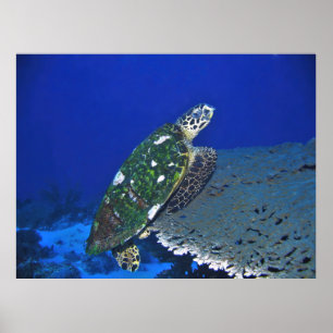 Poster Tortue équilibrée